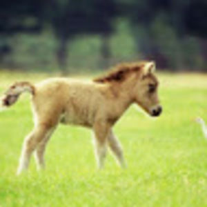 Meet your Posher, Alisa